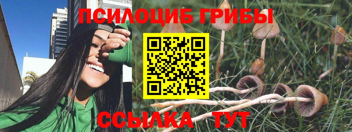 Галлюциногенные грибы Psilocybine cubensis Заринск